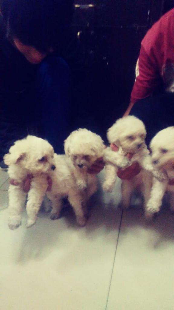 Cachorros poodle toy