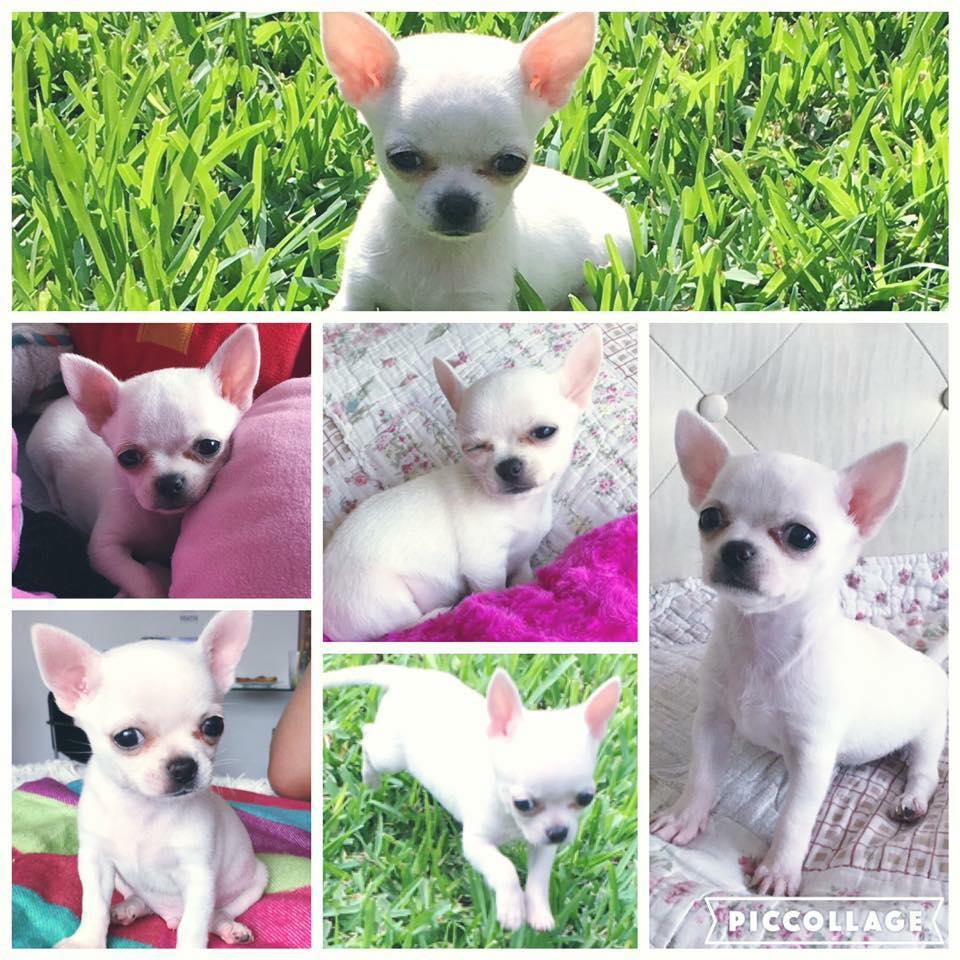 Chihuahua Blanco Toy Raza Pura