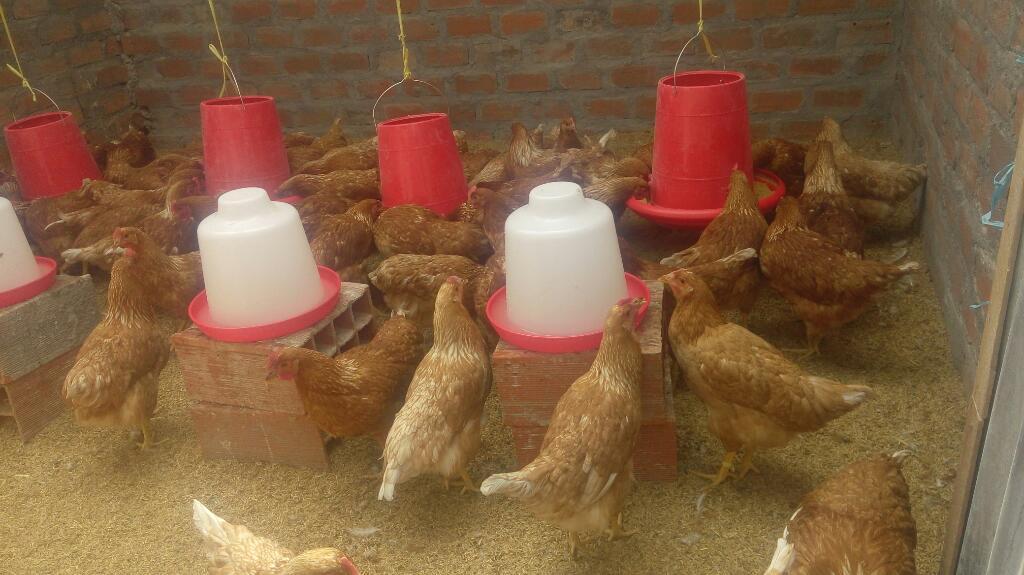 Gallinas Ponedoras