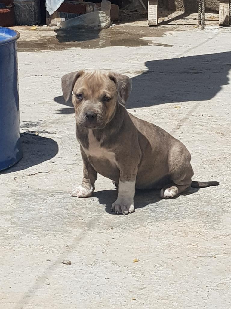 Hermosa Cachorrita Fusión