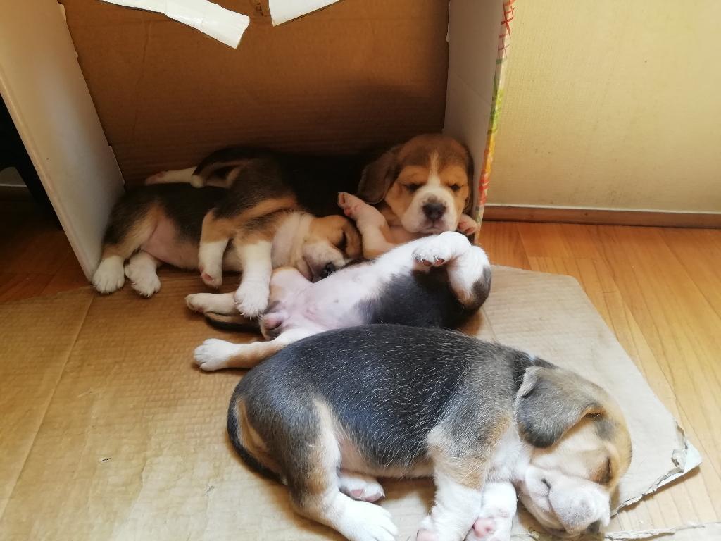 Hermosas Cachorras Beagle de 1 Mes Y Med