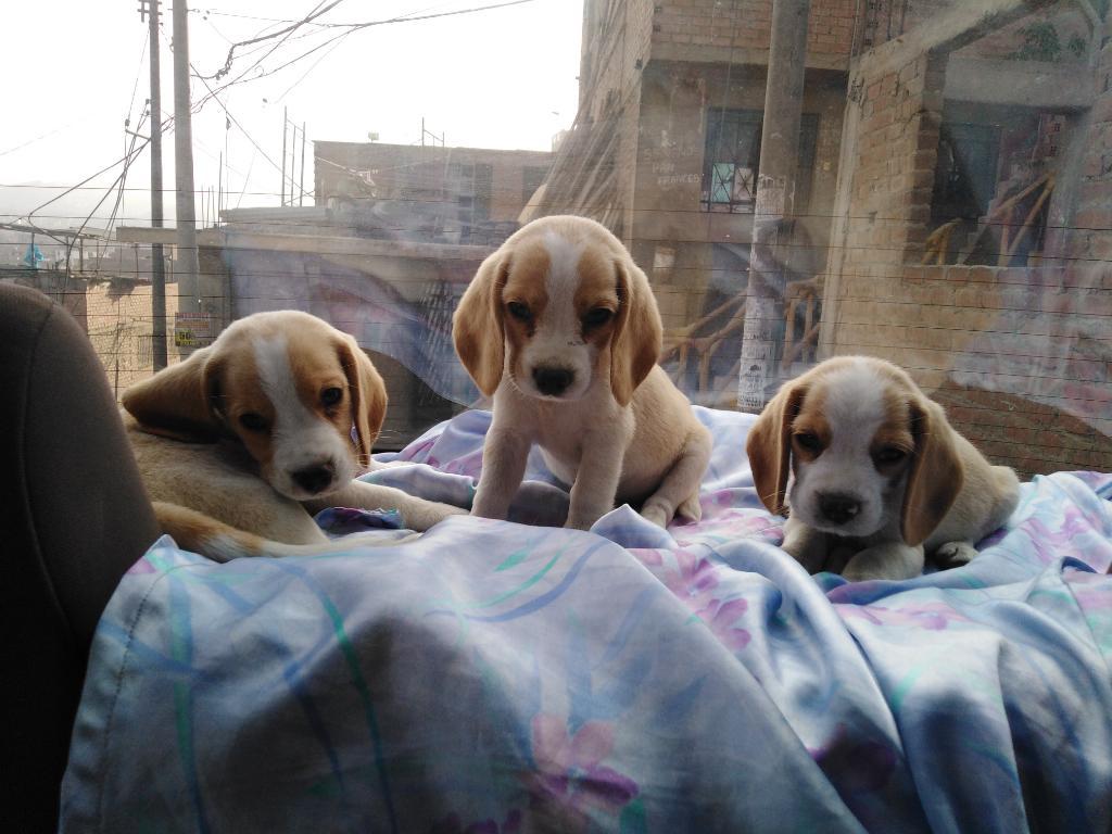 Hermosos Beagle Bicolor Cariñosos