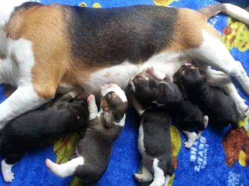 Hermosos cachorros beagles