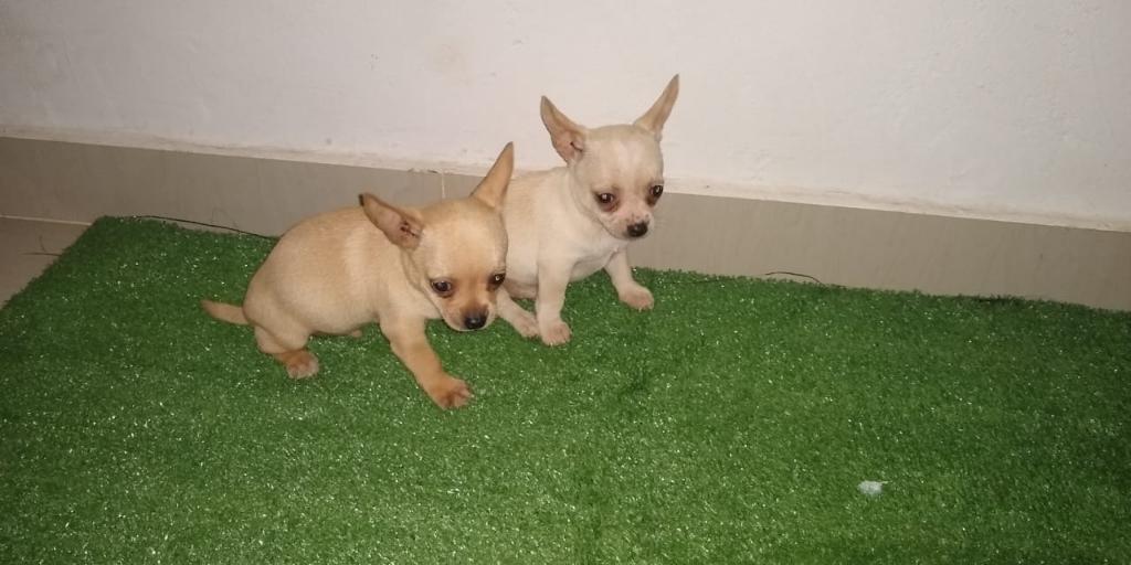 Lindos Cachorros Chihuahua Mini Toy