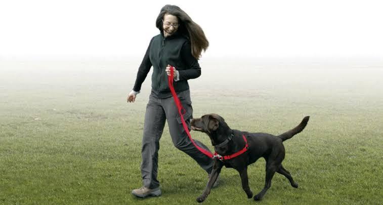 Paseadora de perros