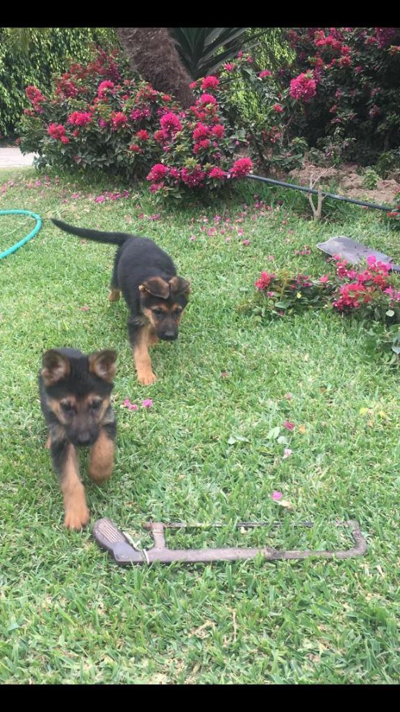 Pastor Alemán Lindos Cachorros Ofrecemos