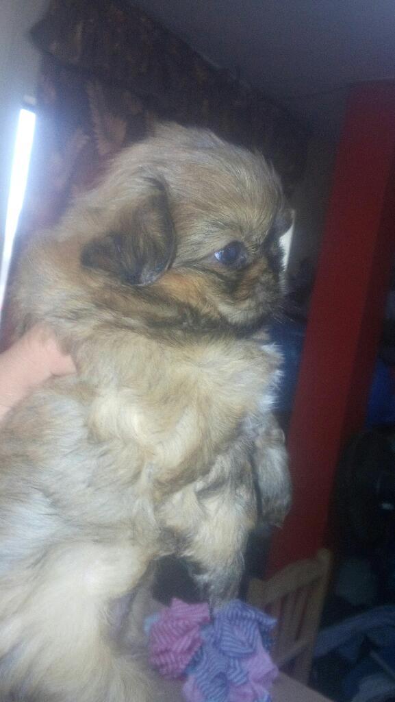 Pekines con Chizu