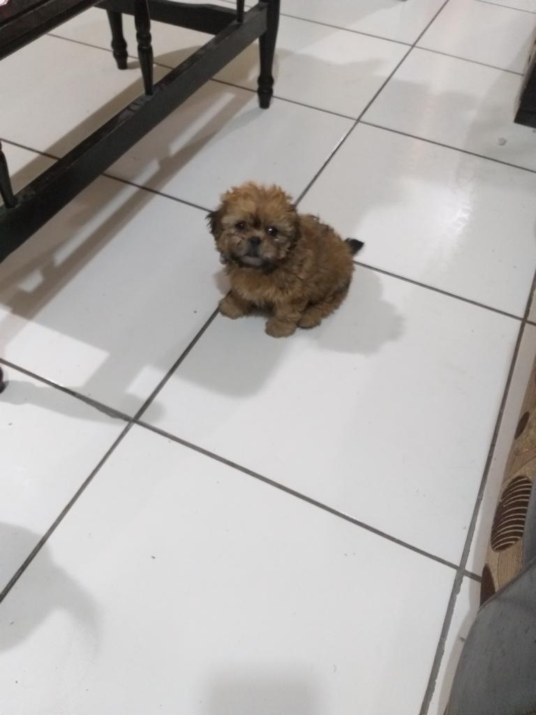 Perrita Shih Tzu