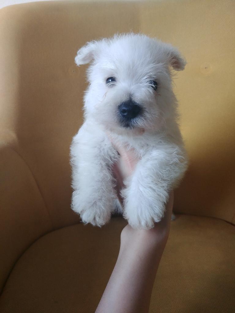 Perritos West Hihgland White Terrier