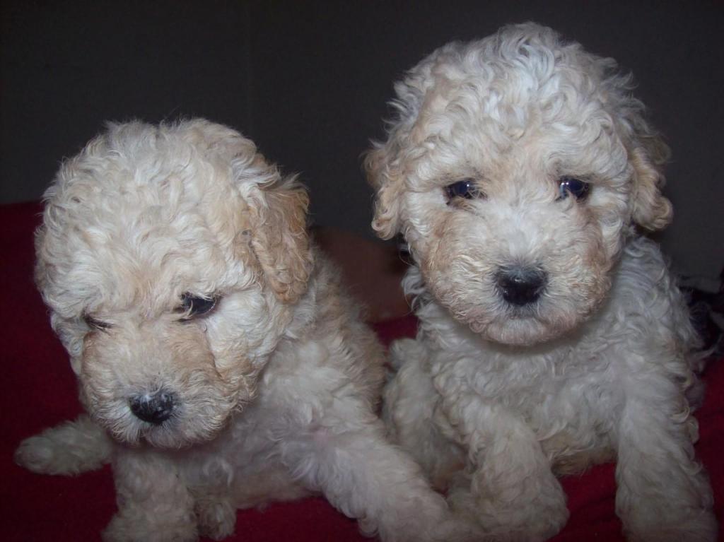 Poodles Toy Mini Champang y Blancos hermozos cachorritos