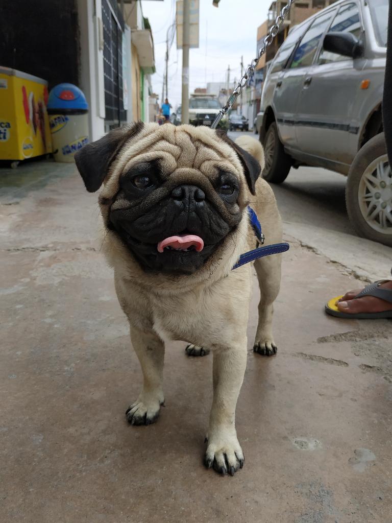 Pug Cachorritos Macho