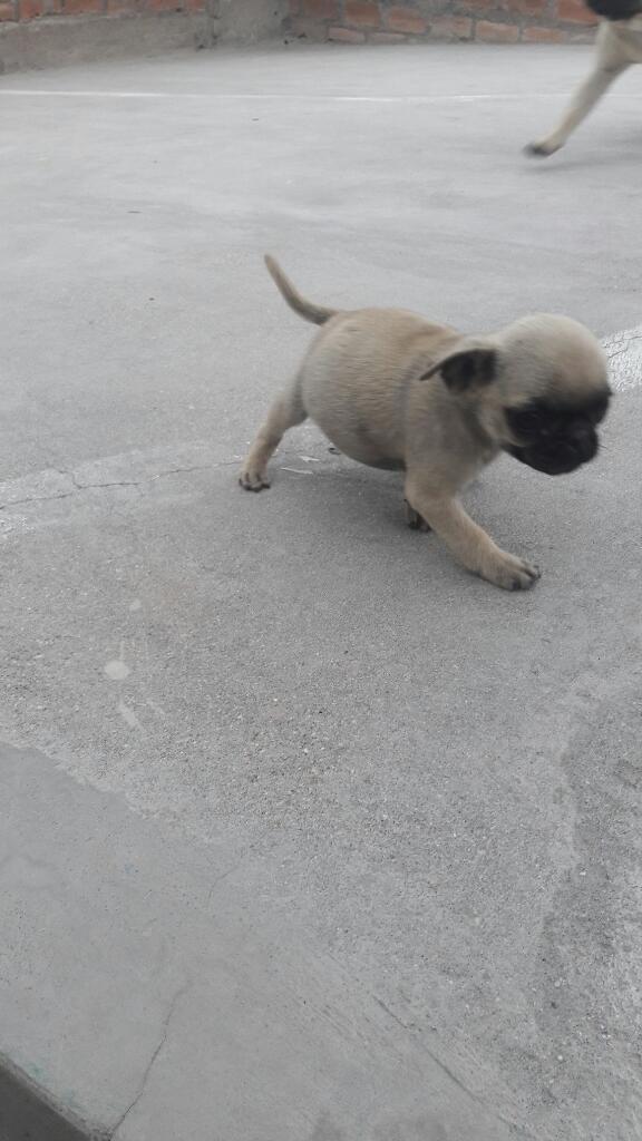 Pug Machito