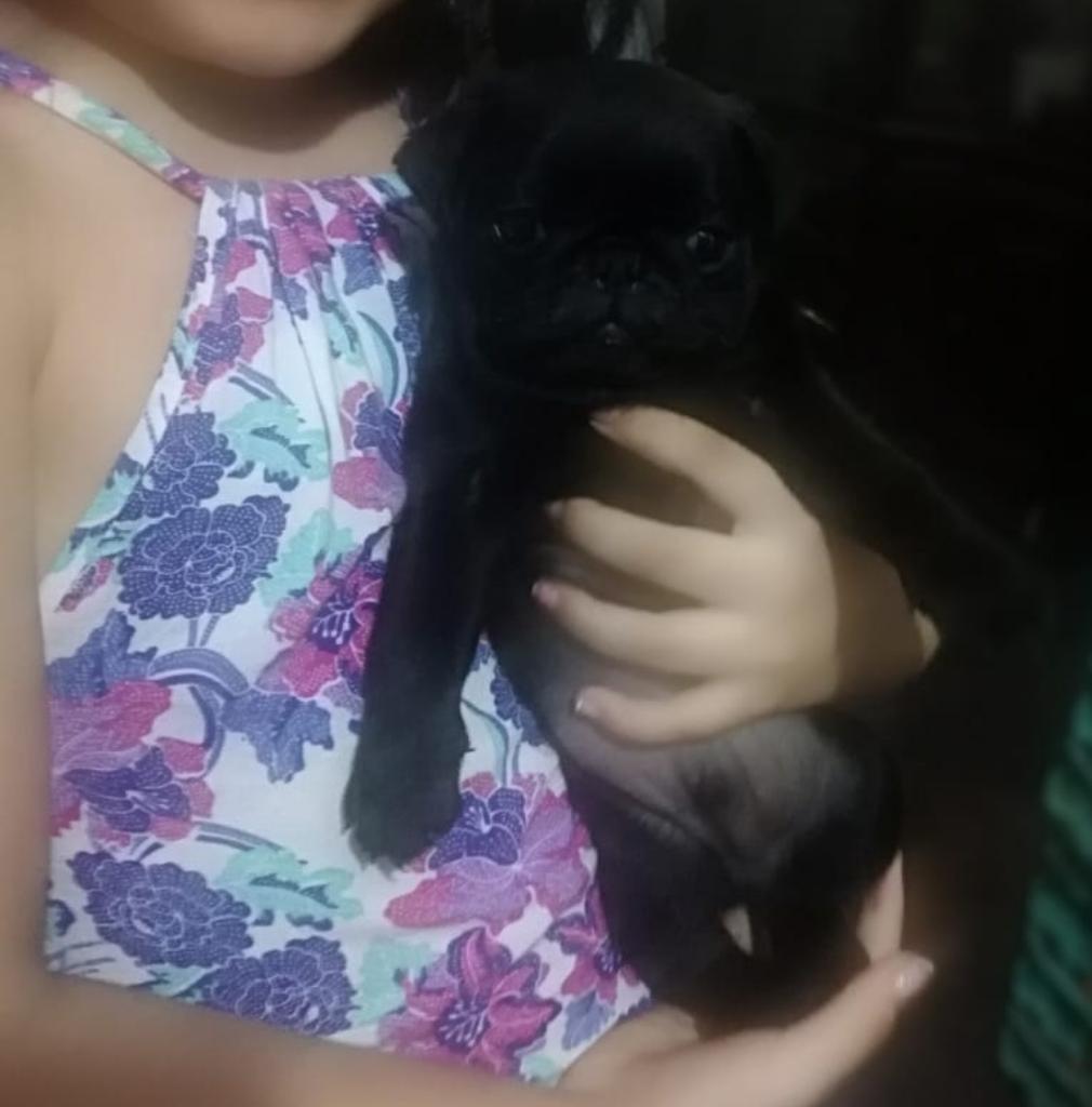 Pug Negritos Cachorritos