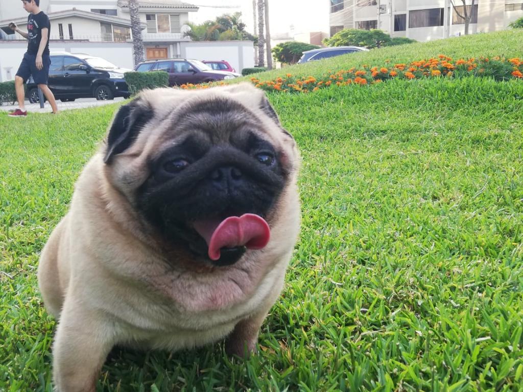 Pug Servicio de Monta