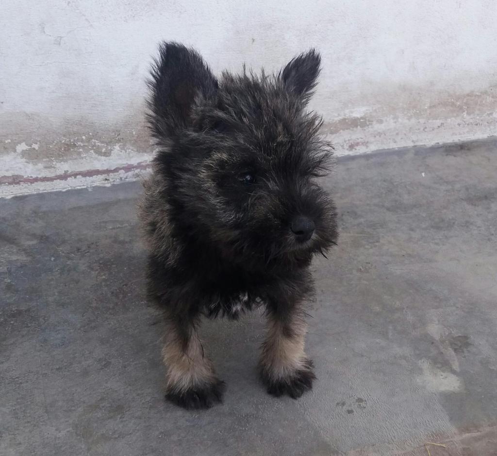 REMATO MI SCHNAUZER TOYS