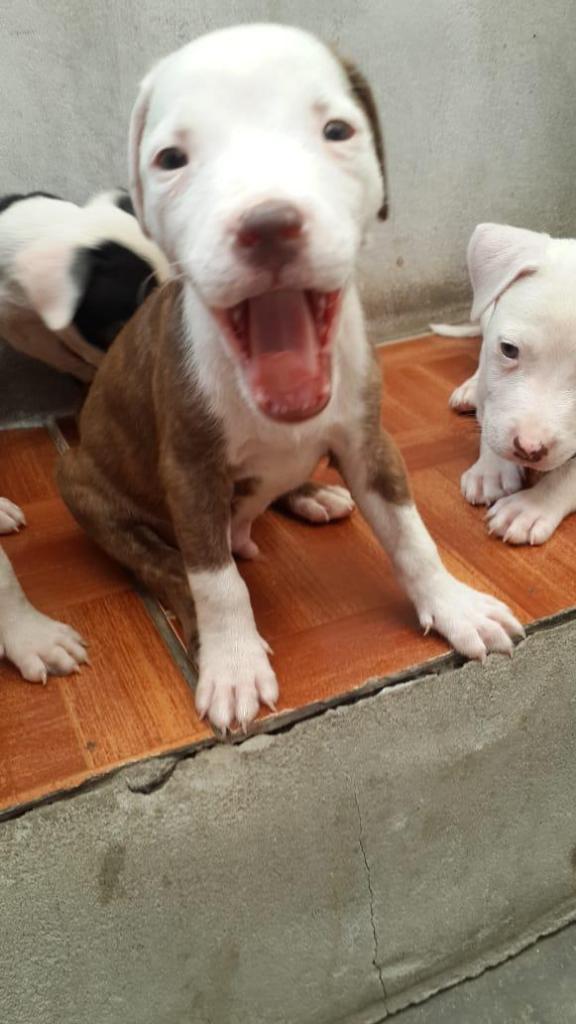 Se Venden Cachorros Pitbul