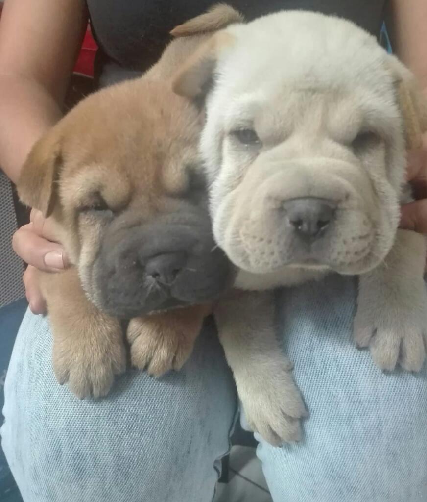 Sharpei Hembras