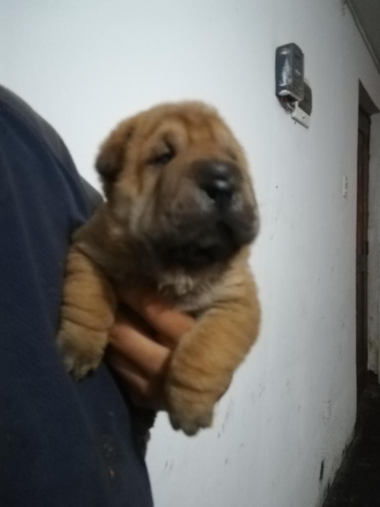 Sharpei macho