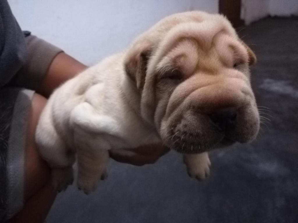 Sharpei macho