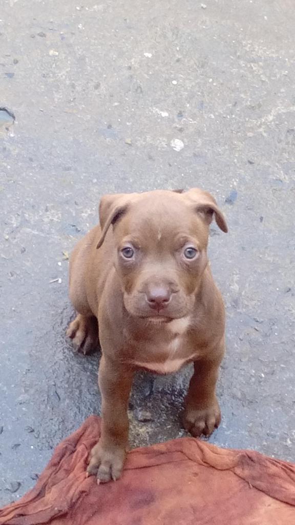 VeNta de Cahorros Pitbull Terrier