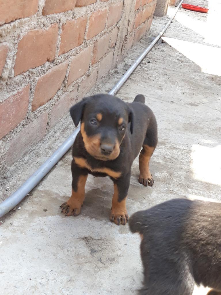 Vendó Cacharros Rottwailer