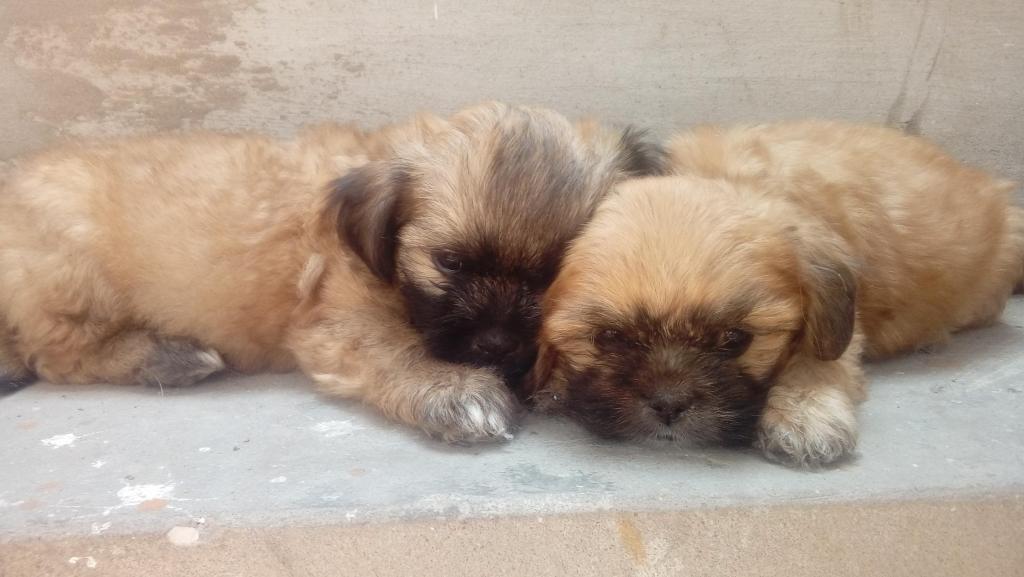 Vendo 2 cachorritos chitzu llamar al 