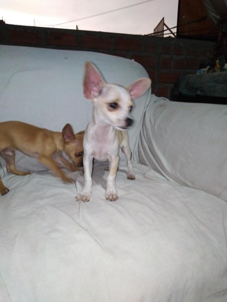 Vendo Chihuahuas Machos de 3 Meses