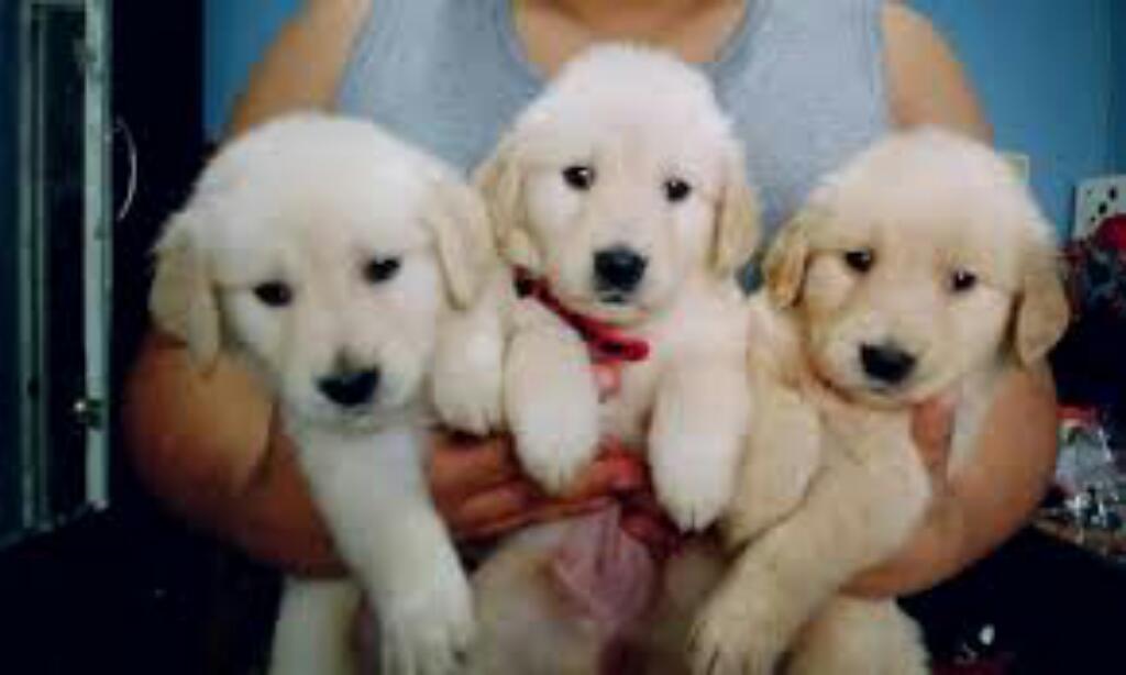 Venta de Cachorros Golden Retrievers