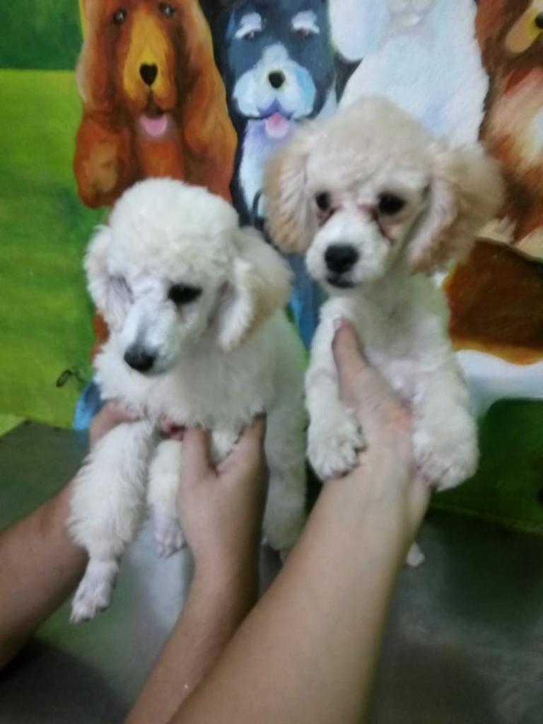 Ventas Poodle Mini Toy