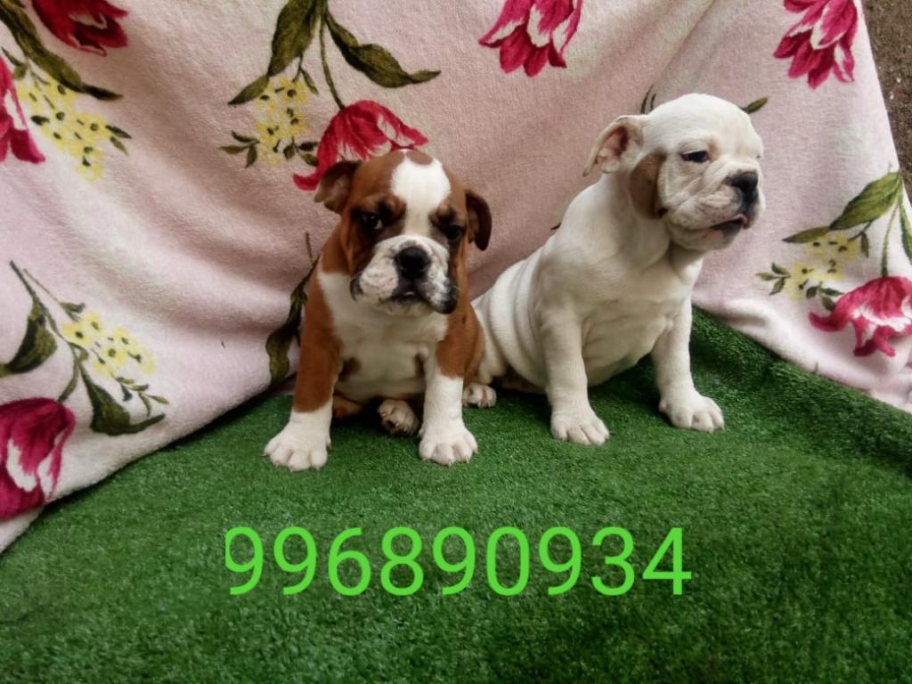 Veterinaria Cachorros Bulldog Inglés