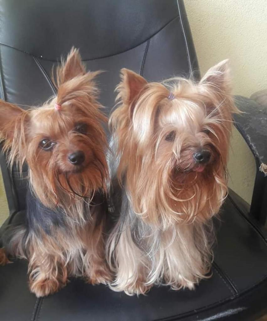 Yorkshire Terrier