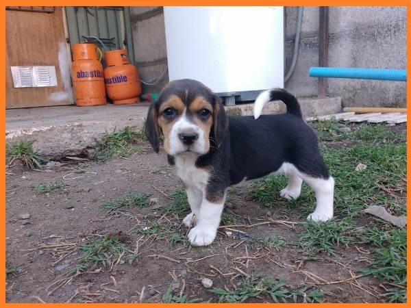 cachorros beagles con su primeva vacuna