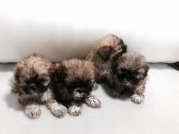 lindos cachorritos shihtzu mini toys a 150 soles tlf