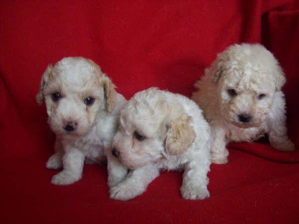 BICHON FRISE BELLOS CACHORRITOS