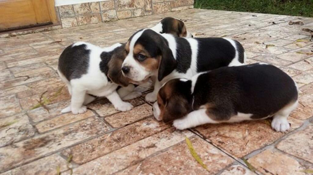 Beagle Cachorro