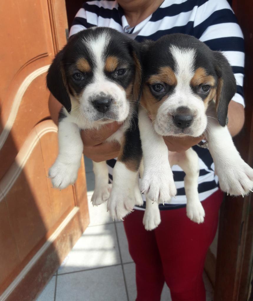 Beagle Tricolor