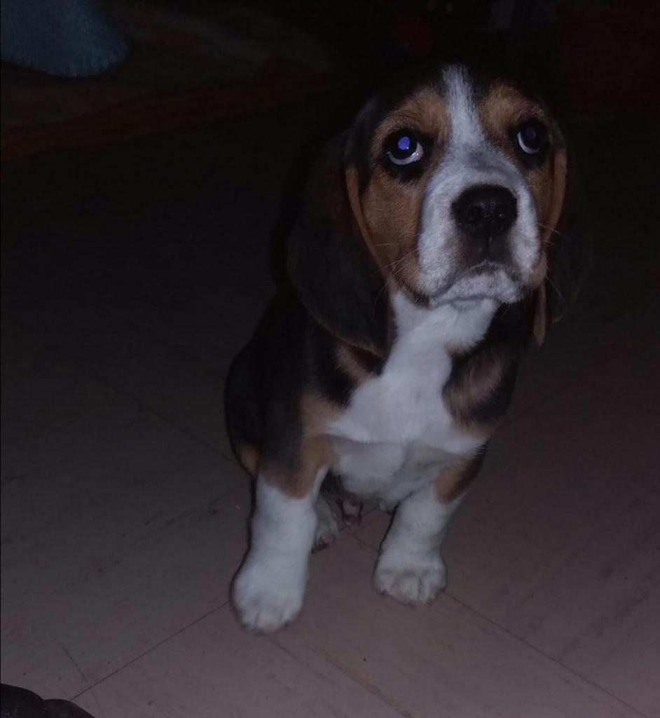 Beagle tricolor en Cusco