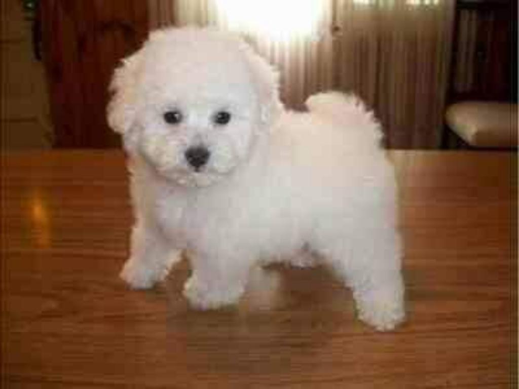 Bichon Frise