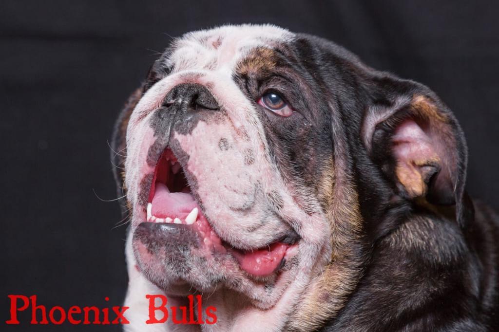 Bulldog Ingles Exotico Monta Black Tri