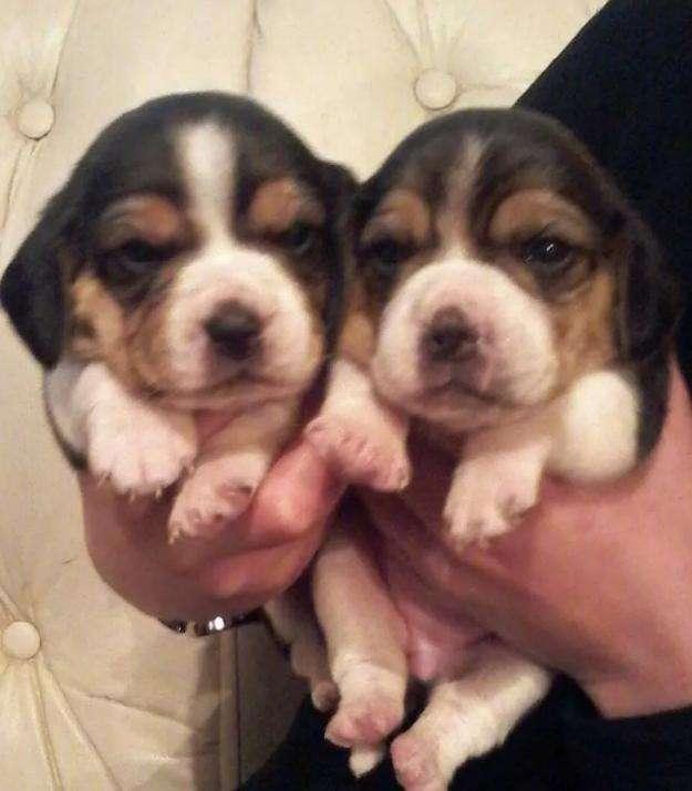 Cachorras Beagles