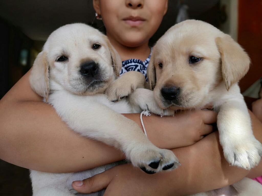 Cachorras Labrador Raza Pura