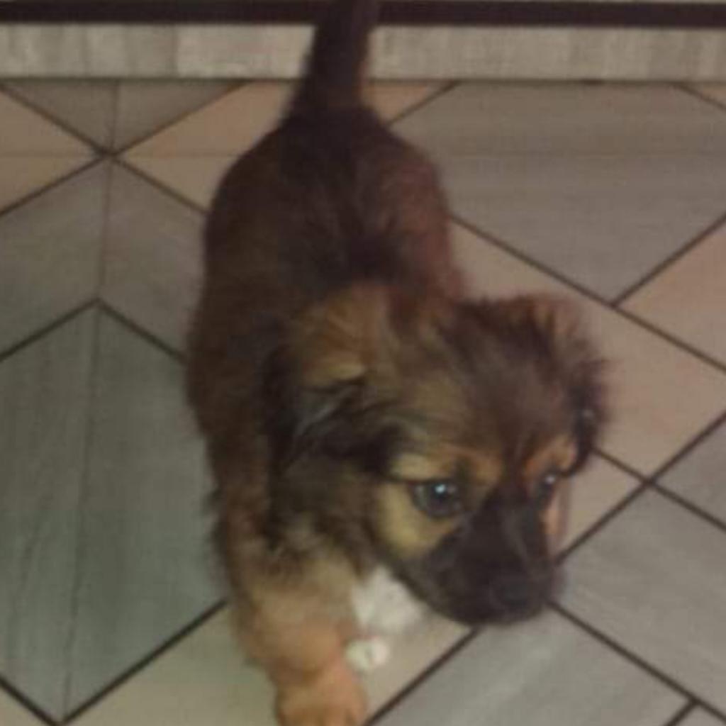 Cachorro 3 Meses en Adopcion