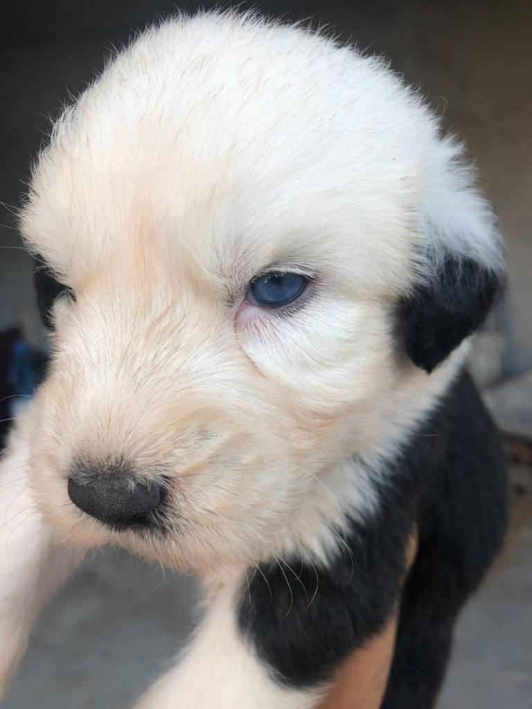 Cachorros Bobtail