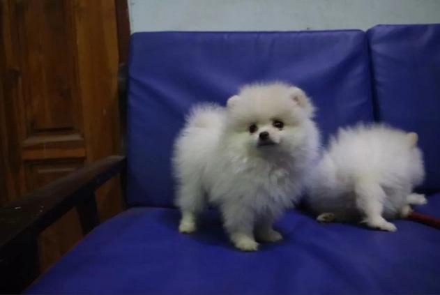 Cachorros de pomerania lulu 22 cm a la cruz padres