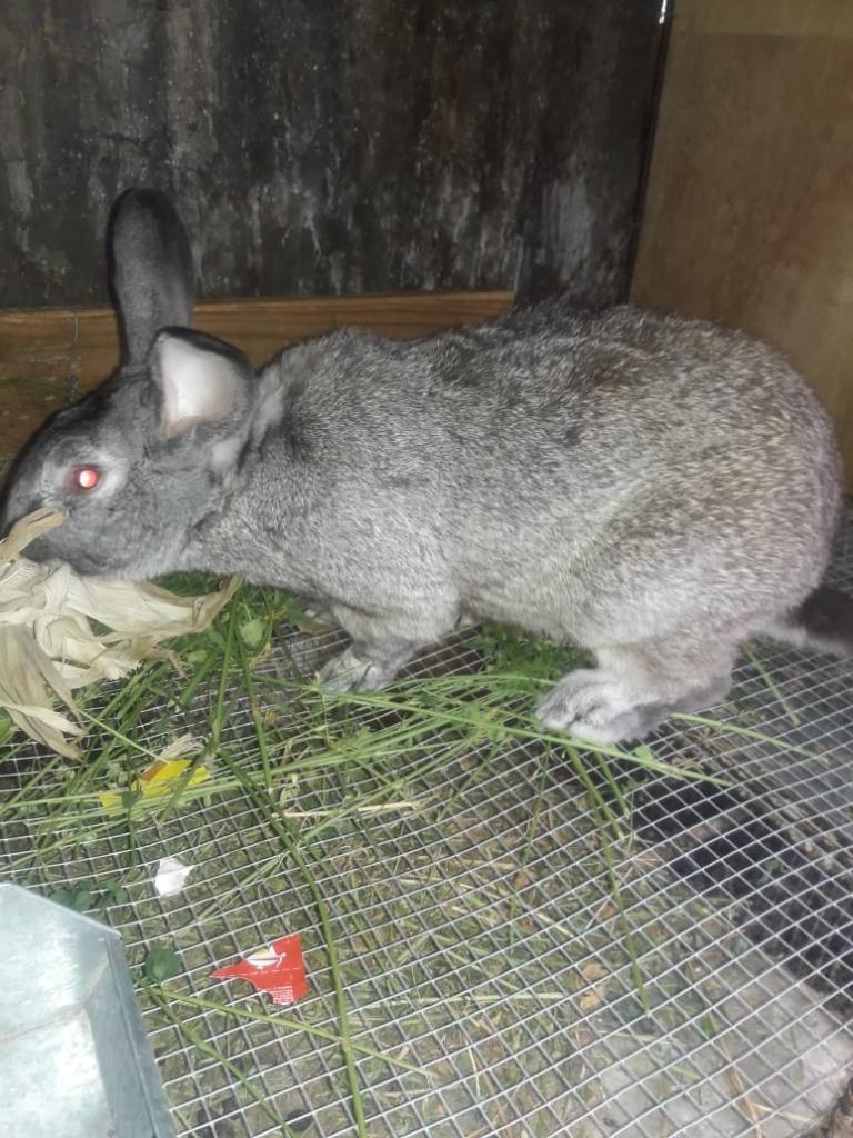 Chinchilla Gigante