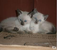 GATO SIAMES GATITOS LINDOS HEMBRITAS Y MACHITOS
