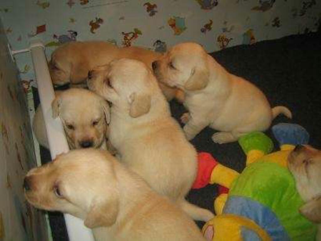 Labrador Cachorros