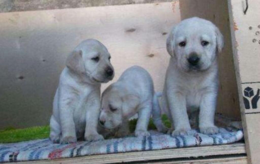 Labradores de Buena Estructura Vacunados