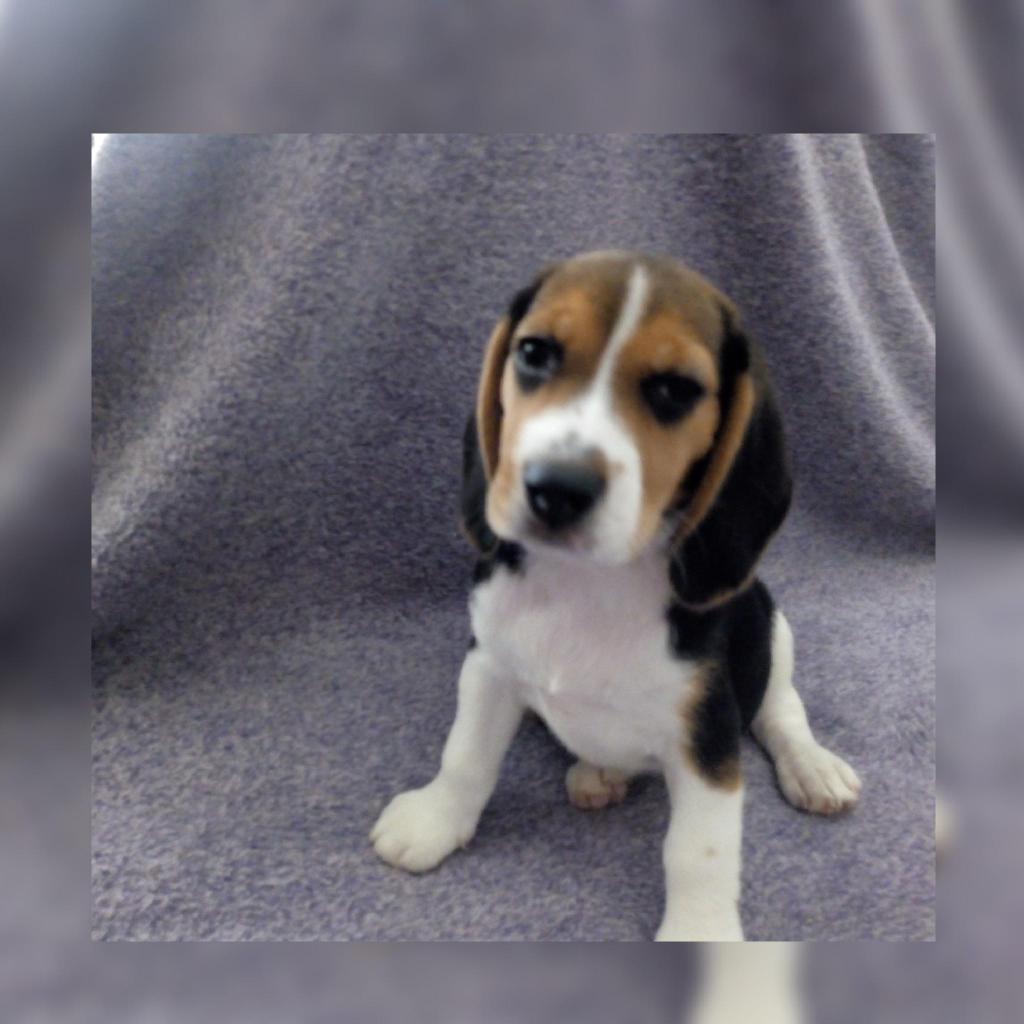 Linda cachorra beagle en venta