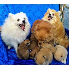 POMERANIA HERMOSOS CACHORRITOS